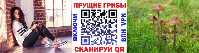 Купить где  Фролово  Псилоцибиновые грибы мицелий 